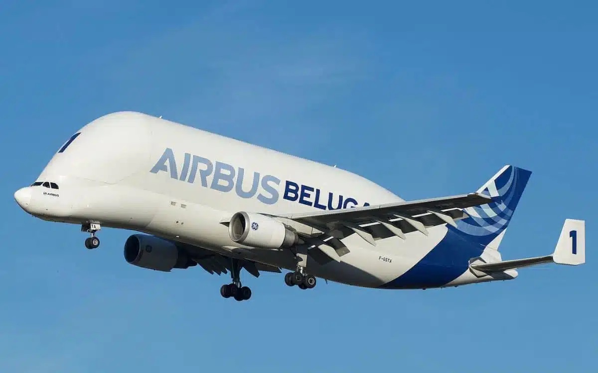 Beluga.jpg